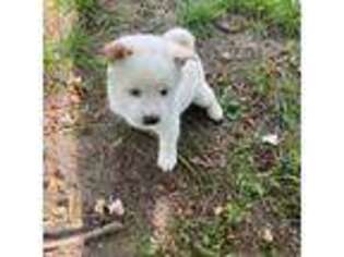 Shiba Inu Puppy for sale in Somerset, KY, USA