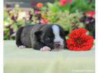 Bulldog Puppy for sale in Liberty, KY, USA