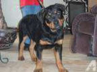 Rottweiler Puppy for sale in NORMAN, OK, USA