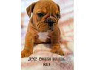 Bulldog Puppy for sale in Langston, AL, USA