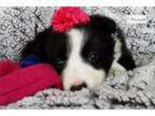 Border Collie Puppy for sale in Kirksville, MO, USA