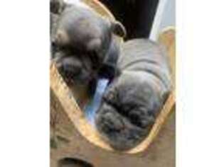French Bulldog Puppy for sale in Oregon City, OR, USA