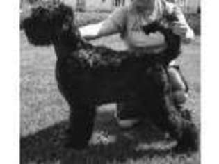 Black Russian Terrier Puppy for sale in Elko, GA, USA