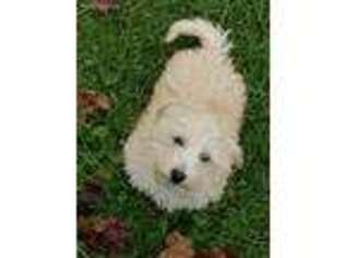 Havanese Puppy for sale in Spraggs, PA, USA