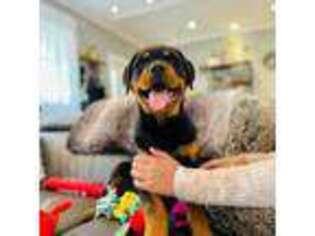 Rottweiler Puppy for sale in Kirkland, WA, USA