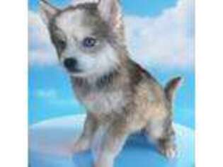 Siberian Husky Puppy for sale in Willingboro, NJ, USA