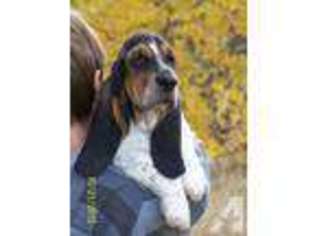 Basset Hound Puppy for sale in PIERCE, ID, USA