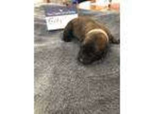 Belgian Malinois Puppy for sale in Gladwin, MI, USA