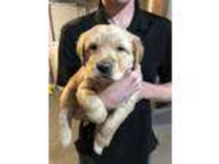 Golden Retriever Puppy for sale in Cold Spring, MN, USA