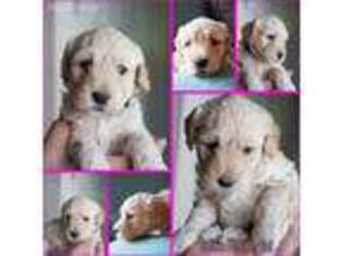 Goldendoodle Puppy for sale in Redlands, CA, USA