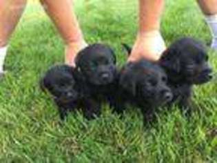 Labrador Retriever Puppy for sale in Fort Recovery, OH, USA