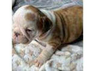 Bulldog Puppy for sale in Denham Springs, LA, USA