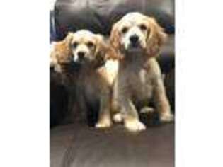Cocker Spaniel Puppy for sale in Lawrence, MA, USA