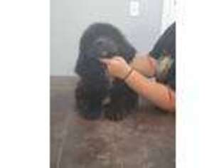 Newfoundland Puppy for sale in Picayune, MS, USA