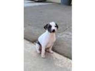 Whippet Puppy for sale in Woodward, OK, USA