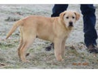 Labrador Retriever Puppy for sale in Howe, IN, USA