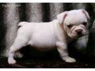 French Bulldog Puppy for sale in Wills Point, TX, USA