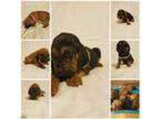 Bloodhound Puppy for sale in Kenbridge, VA, USA