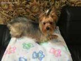 Yorkshire Terrier Puppy for sale in San Antonio, TX, USA