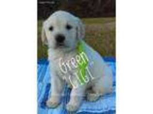 Golden Retriever Puppy for sale in Magee, MS, USA