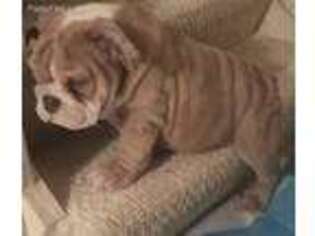 Bulldog Puppy for sale in Southfield, MI, USA