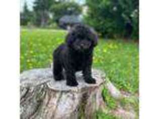 Mutt Puppy for sale in Shirley, NY, USA