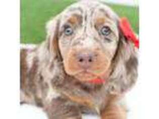 Dachshund Puppy for sale in Sugarcreek, OH, USA