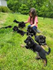 German Shepherd Dog Puppy for sale in Cairo, WV, USA