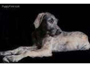 Irish Wolfhound Puppy for sale in Charlotte, MI, USA