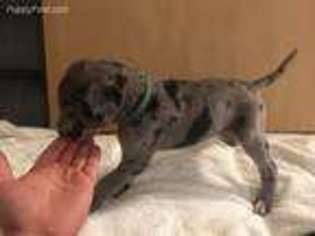 Great Dane Puppy for sale in Yelm, WA, USA