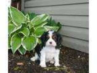 Cavalier King Charles Spaniel Puppy for sale in Scottville, MI, USA