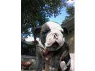 Bulldog Puppy for sale in CHILLICOTHE, OH, USA