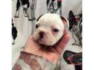 Boston Terrier Puppy for sale in Crowley, TX, USA