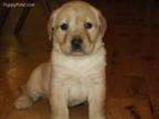 Labrador Retriever Puppy for sale in Antioch, IL, USA