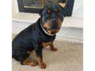 Rottweiler Puppy for sale in Holdrege, NE, USA