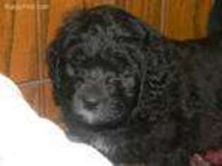 Saint Berdoodle Puppy for sale in Spicer, MN, USA