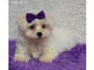 Maltese Puppy for sale in Finley, OK, USA