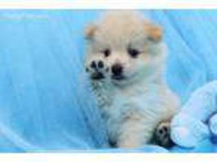 Pomeranian Puppy for sale in Summerfield, NC, USA