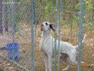 Great Dane Puppy for sale in Falkville, AL, USA