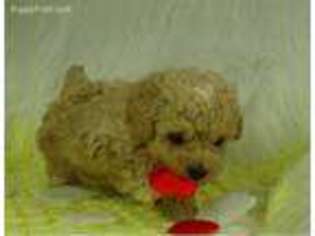 Mutt Puppy for sale in Wadley, AL, USA