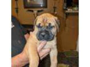Bullmastiff Puppy for sale in Valley Springs, SD, USA