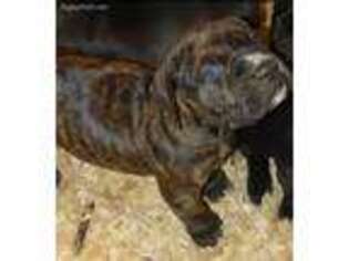 American Bandogge Puppy for sale in Winston Salem, NC, USA