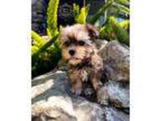 Shorkie Tzu Puppy for sale in Tracy, CA, USA
