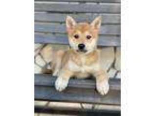 Shiba Inu Puppy for sale in San Diego, CA, USA