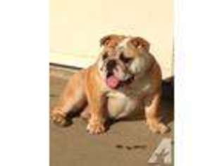 Bulldog Puppy for sale in KENOSHA, WI, USA