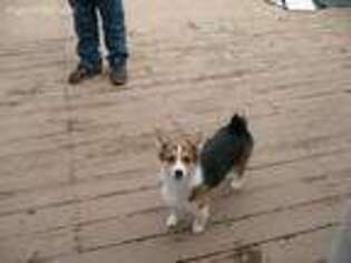 Cardigan Welsh Corgi Puppy for sale in Grant, MI, USA