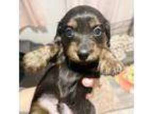 Dachshund Puppy for sale in Kalamazoo, MI, USA