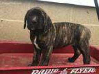 Mastiff Puppy for sale in Nappanee, IN, USA