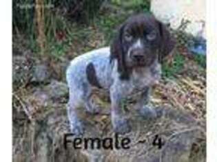 German Shorthaired Pointer Puppy for sale in Poughkeepsie, NY, USA