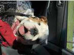 Bulldog Puppy for sale in Miamisburg, OH, USA
